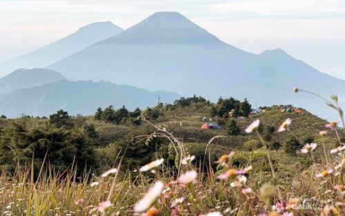 Fakta Bunga Daisy yang Tersebar di Puncak Gunung Prau