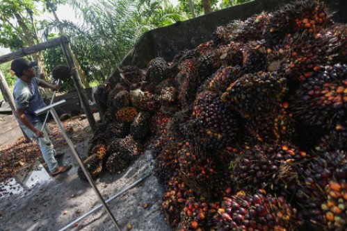 Harga Sawit di Riau Tertinggi di Indonesia dalam Pekan Ini