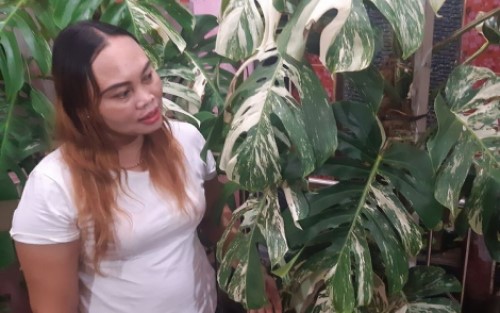 Baru Dibeli Rp 225 Juta, Monstera Variegata Sudah Ditawar Kolektor