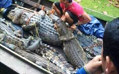 Puluhan Buaya di Teluk Belengkong Ditangkapi Pawang Buaya