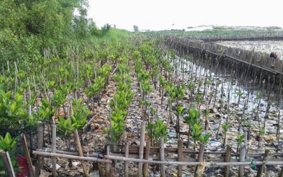 Sampah di Teluk Jakarta Untuk Tanam Mangrove Warga