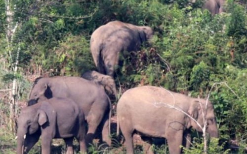 Diserang Puluhan Gajah, Petani Jagung Tewas di Kebun