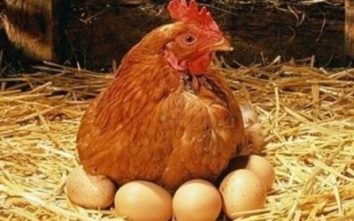 Harga Telur dan Daging Ayam di Pekanbaru Naik Tajam