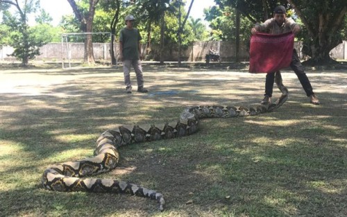 Warga di Riau Tangkap 2 Ular Piton Panjang 7 Meter