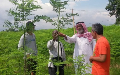 Dudi Krisnadi, Pengusaha Kelor Beromzet Rp 4 M Per Tahun