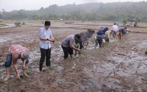 Pemko Gunungsitoli Lakukan Penanaman Padi di Desa Nazalou Lolowua