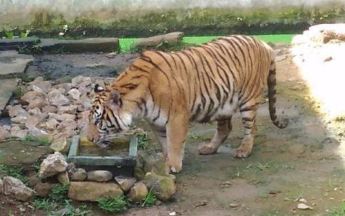 Penjaga Kandang Hewan Digigit, Dicakar dan Ditarik Harimau