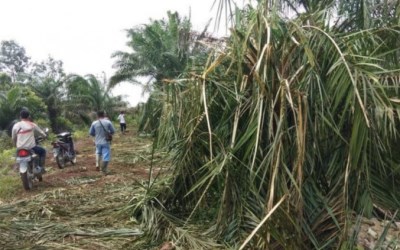 Kawanan Gajah Rusak Kebun Sawit di Pelalawan