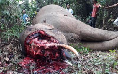 BBKSDA Riau ke Lokasi Gajah Mati Mengenaskan di Inhu