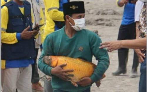 Seekor Ikan Mas Selamat dalam Bencana Gunung Semeru