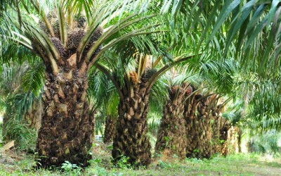 Gubri Rapat Tertutup Bahas Penertiban Kebun Ilegal