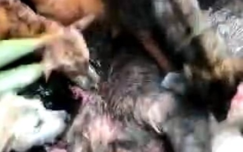 Babi Masuk Sekolah, Guru dan 2 Murid Terluka Diseruduk