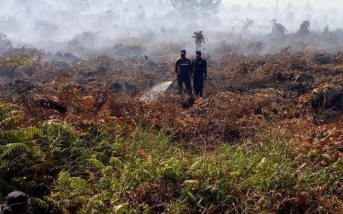 Karhutla di Riau Capai 803 Ha, Paling Banyak di Bengkalis