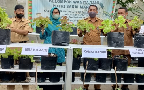 Rasidah Alfedri Beri Apresiasi dan Sukungan Terhadap KWT