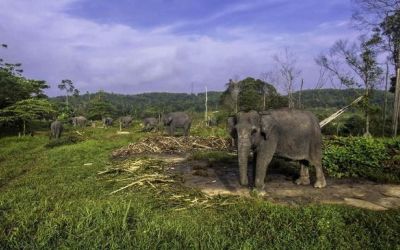 Seekor Gajah Sumatera di Riau Mati Tanpa Gading