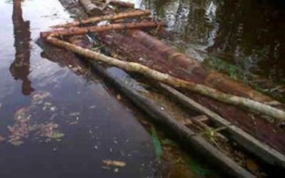 Pelalawan, Riau Lokasi Surga Pelaku IIegal Logging