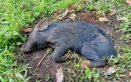 Ratusan Ekor Babi Hutan di Sumsel Mati Akibat Virus