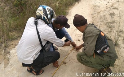 Jejak Kawanan Harimau Teror Warga Tapung Kampar