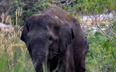 Gajah Liar Masuk Permukiman Warga di Riau