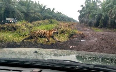 Harimau Bonita Menghilang Setelah Ditembak Bius