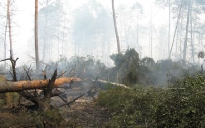 Kebakaran Hanguskan 486 Hektar Lahan di California