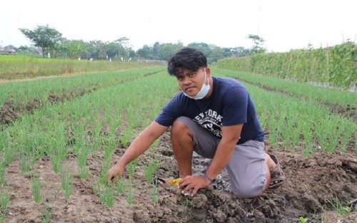 Inspiratif Petani Milenial: Modal Rp15 Juta Untung Rp100 Juta