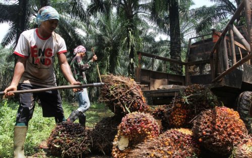 Awal 2023, Harga TBS Sawit di Riau Turun Sepekan ke Depan