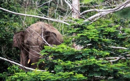 Seorang Petani Tewas Diserang Gajah Liar Saat Menjaga Ladang