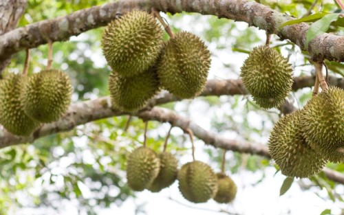 Cara Menanam Pohon Durian agar Buahnya Lebat 