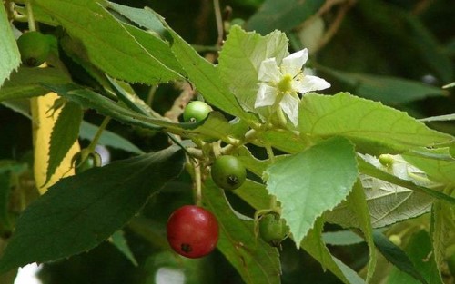 Riset : Daun Buah Ini Bisa Jadi Anti Diabetes Alami 