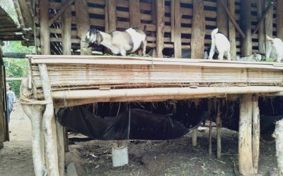 Ini Cara Buat Pupuk dari Urine Kambing