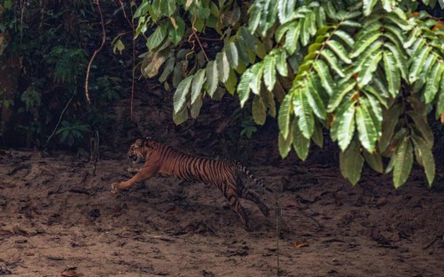 BBKSDA Riau Terus Pantau Harimau Mangsa Sapi di Siak