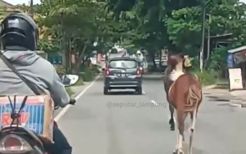 Heboh, 2 Kuda Berlarian di Tengah Jalan Bandar Lampung