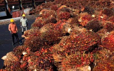 Harga CPO Amblas Ditekan Berbagai Sentimen Pasar