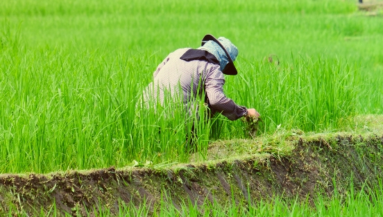 Produksi Beras Berkurang, Perguruan Tinggi Diminta Kenalkan Pangan Lokal