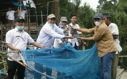 Bupati Siak Panen Ikan Tapah dan Toman di Danau Zamrud 