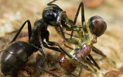 Penemuan Spesies Baru 'Semut Meledak' di Kalimantan