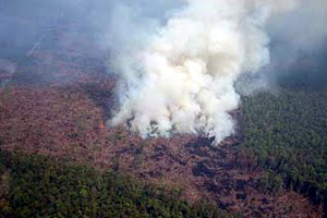 Degradasi Hutan Indonesia Memprihatinkan