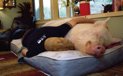 Seekor Babi Saja di Kanada Punya 1 Juta Followers 