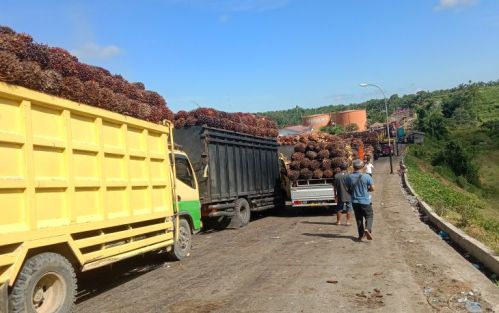 3 Pabrik Sawit di Bengkulu Berhenti Beroperasi 