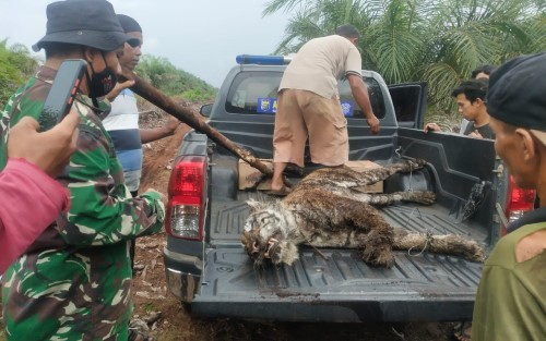 Harimau Sumatera Tewas Dijerat di HPK Bukit Batu Bengkalis