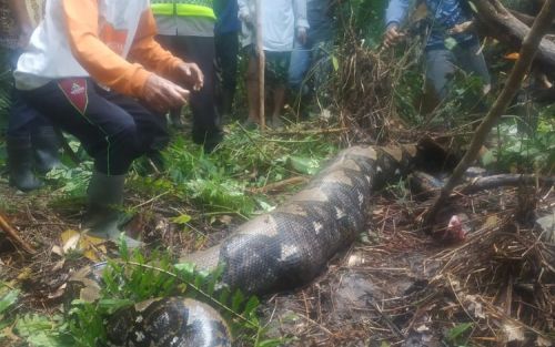 Seorang Ibu Penyadap Karet Ditelan Ular Piton 6 Meter
