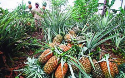 Pekan Ini Akan Ada Festival Nanas di Kediri