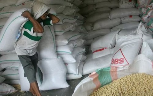 Babi di China Bikin Kedelai Impor RI Jadi Mahal 