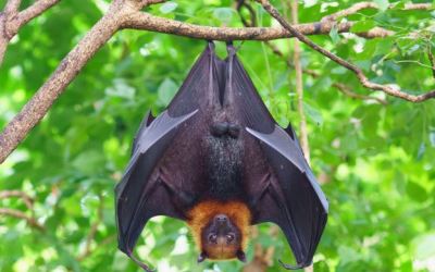 Virus Nipah Muncul di China, Berpotensi Jadi Pandemi Baru