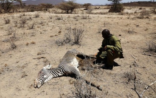 Kenya Dilanda Kekeringan Zebra Terlangka di Dunia Makin Berkurang