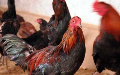 Harga Daging Ayam di Pekanbaru Capai Rp 60 Ribu Perkg