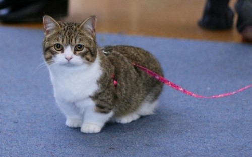 5 Ras Kucing Kaki Pendek yang Lucu dan Menggemaskan 