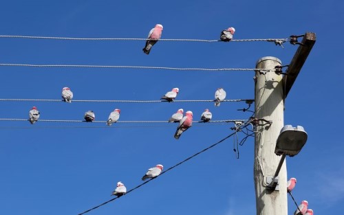 Rahasia Burung Bertengger di Kabel Listrik Tanpa Kesetrum