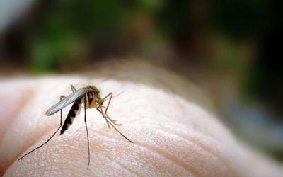 Ilmuwan Kembangkan Nyamuk Mutan Lawan Malaria